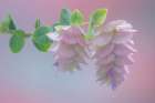 USA-Washington State-Seabeck Ornamental oregano blossoms close-up Art Print